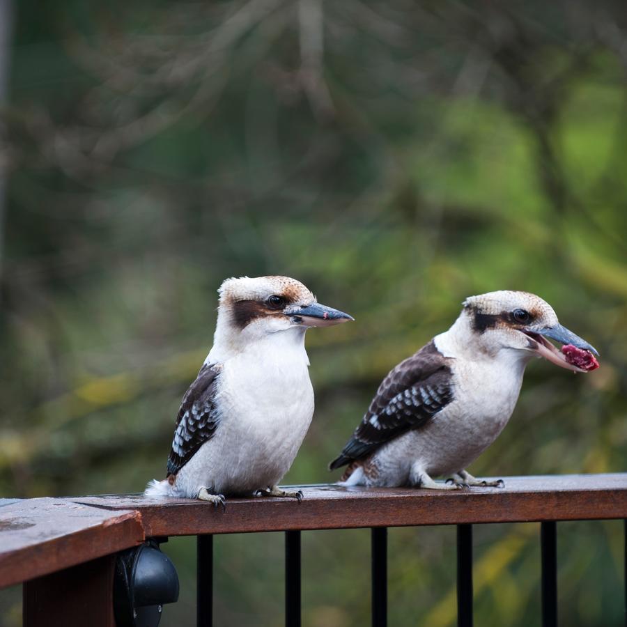 Yarra Ranges Country Apartment Mount Evelyn Luaran gambar